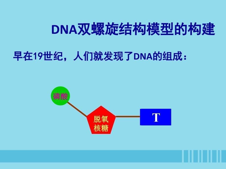 高中生物第3章第2节DNA分子的结构（一）课件新人教版必修2_第5页