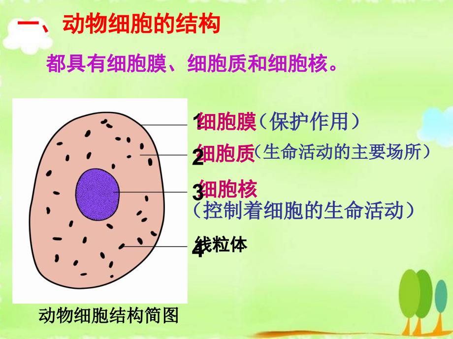 动物细胞和植物细胞的结构课件.ppt_第4页