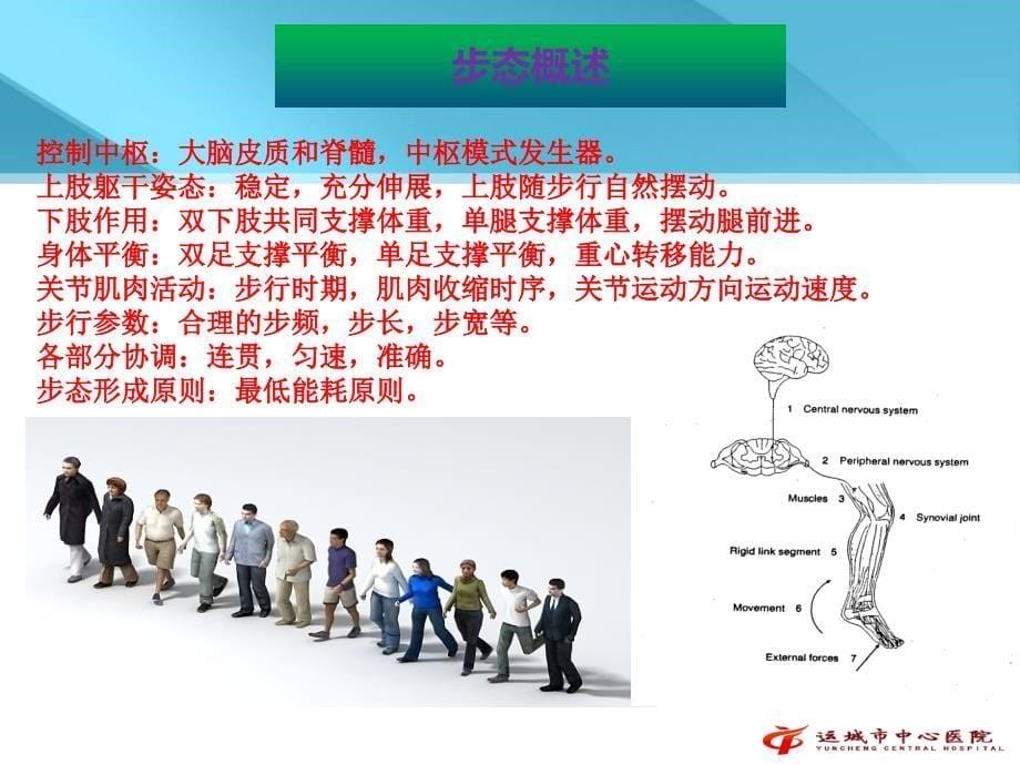 偏瘫步态分析与训练讲义.ppt_第5页