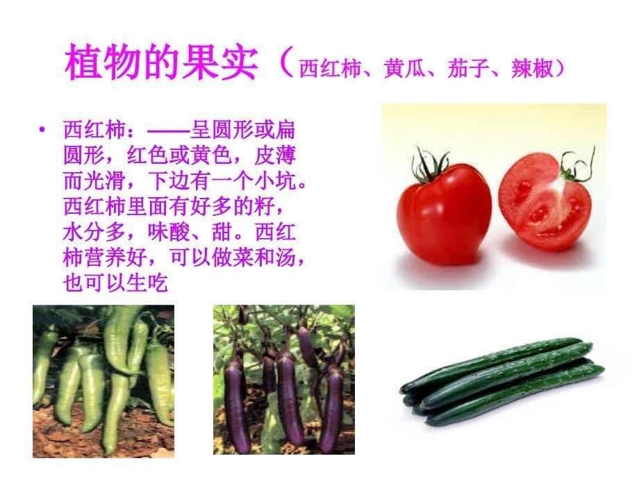 中班科学课件-认识蔬菜.ppt_第5页