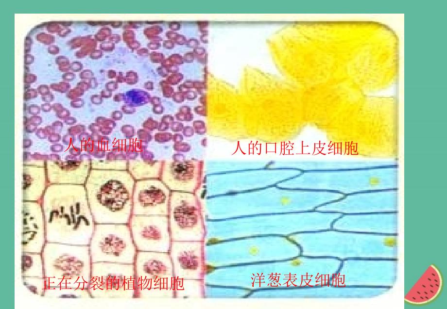 四川省成都市高中生物第一章走近细胞1.2细胞的多样性和统一性课件新人教版必修1_第3页