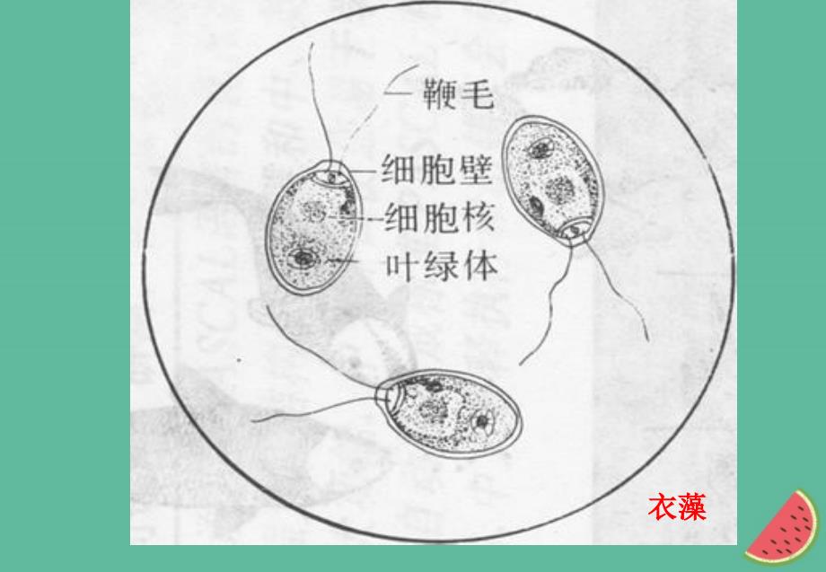 四川省成都市高中生物第一章走近细胞1.2细胞的多样性和统一性课件新人教版必修1_第4页