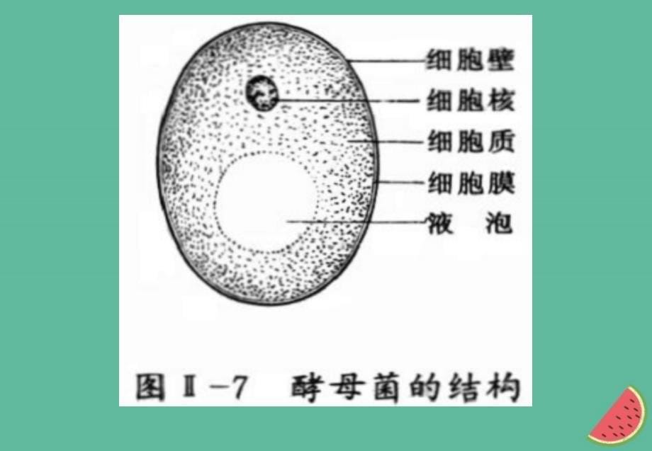 四川省成都市高中生物第一章走近细胞1.2细胞的多样性和统一性课件新人教版必修1_第5页