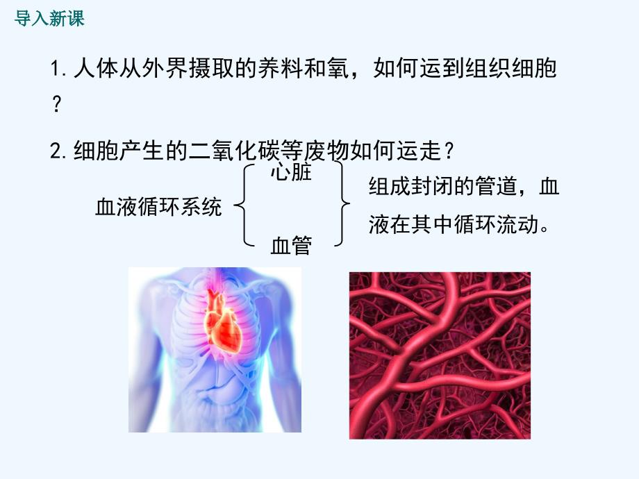 七年级生物下册第四单元第四章第一节流动的组织血液课件新版新人教版_第2页