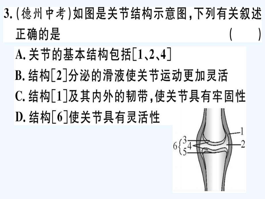 八年级生物下册专题复习八动物的运动和行为习题课件新版北师大版_第3页