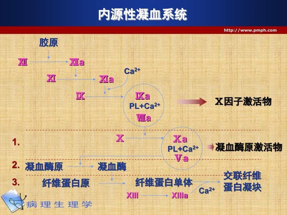 精编制作凝血和抗凝血平衡紊乱的病理生理机制PPT课件_第5页