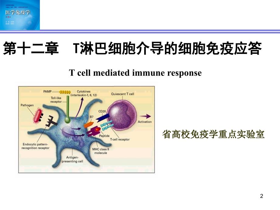 免疫学-T细胞应答.ppt_第2页