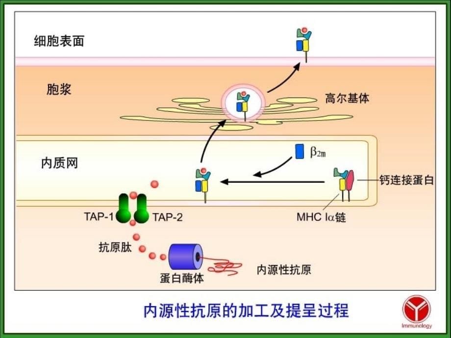 免疫学-T细胞应答.ppt_第5页