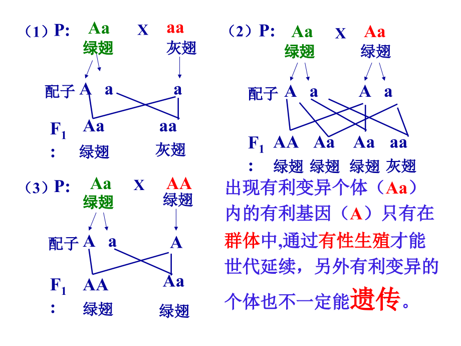 现代进化理论内容.ppt_第4页