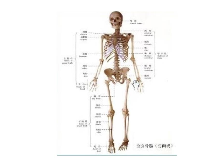 生物力学课程-骨骼力学.ppt_第2页