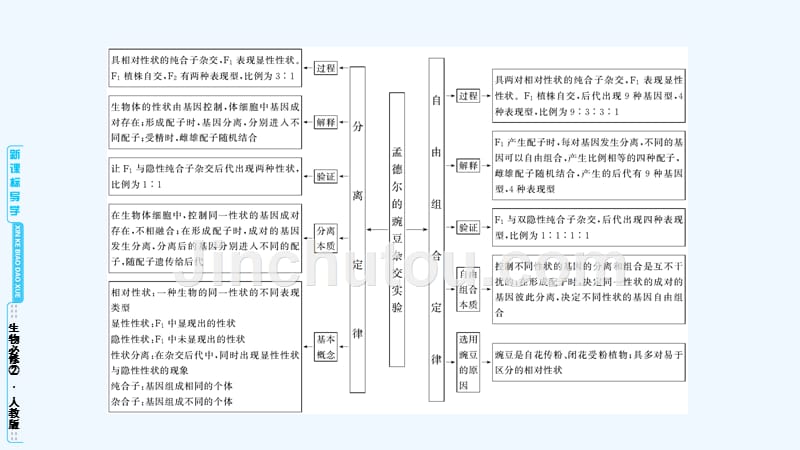 高中生物必修二（人教版）课件：章末归纳整合1_第5页