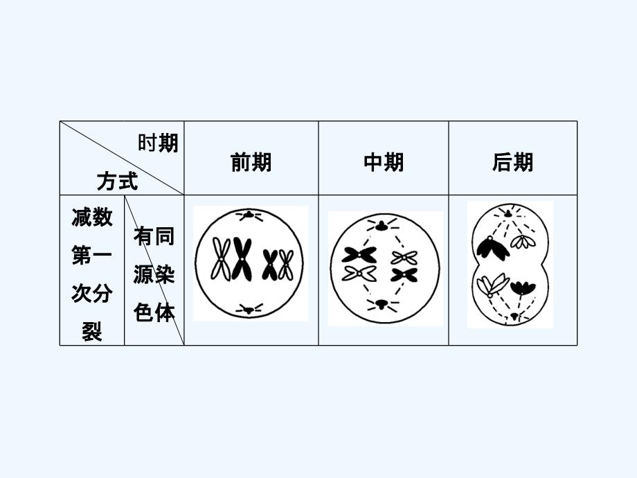 江苏省2018届高考生物一轮复习课件：专题5 细胞增殖与受精作用 1_第4页