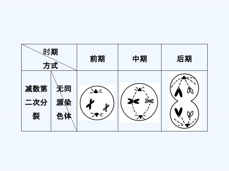 江苏省2018届高考生物一轮复习课件：专题5 细胞增殖与受精作用 1_第5页