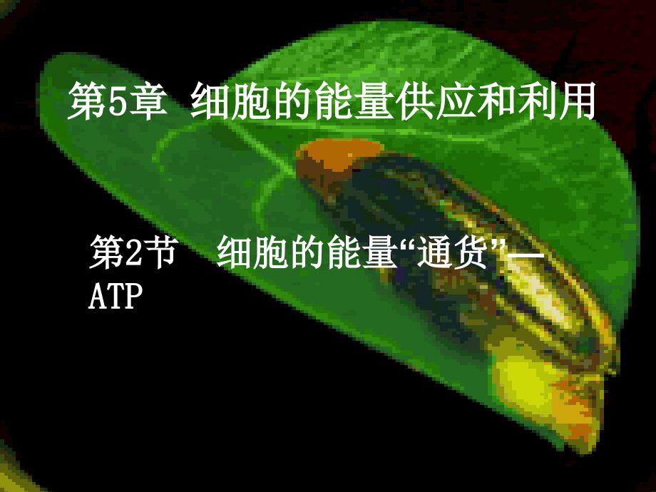 河北省南宫市奋飞中学人教版高中必修一生物课件：5.2细胞的能量“通货”—ATP_第1页