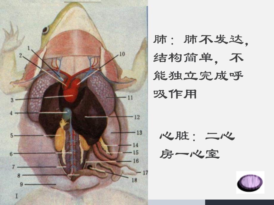 人教版八年级生物上册教学参考课件：第5单元第1章第5节《两栖动物和爬行动物》(共31张)_第4页