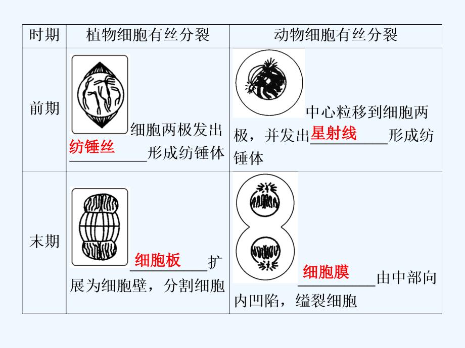 高中生物人教版必修一课件：6.1.2 动植物细胞有丝分裂的区别和相关曲线_第3页