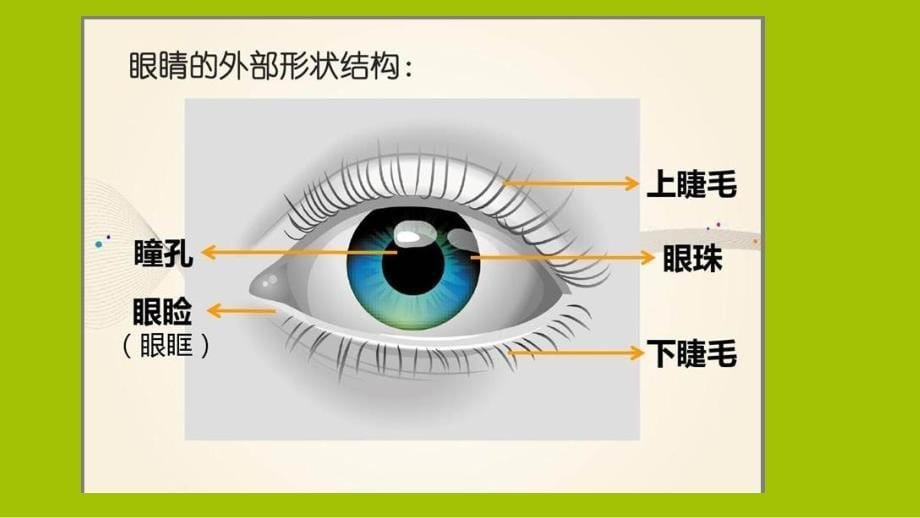 青少年及广大学生在疫情期间如何做好用眼卫生课件_第5页