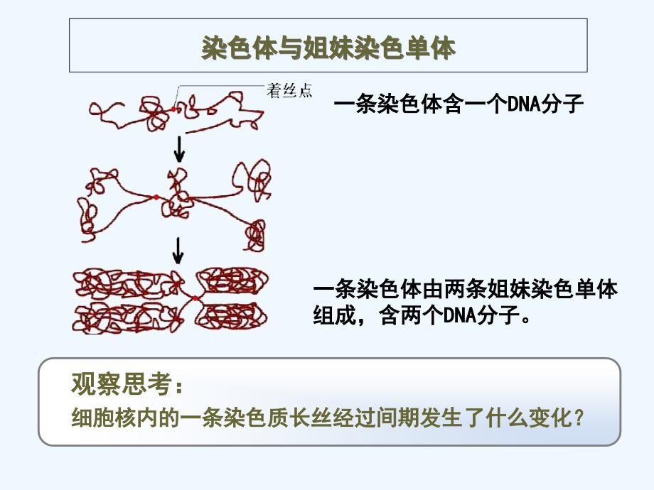 重庆市高中生物必修一课件：6.1细胞增殖2_第2页