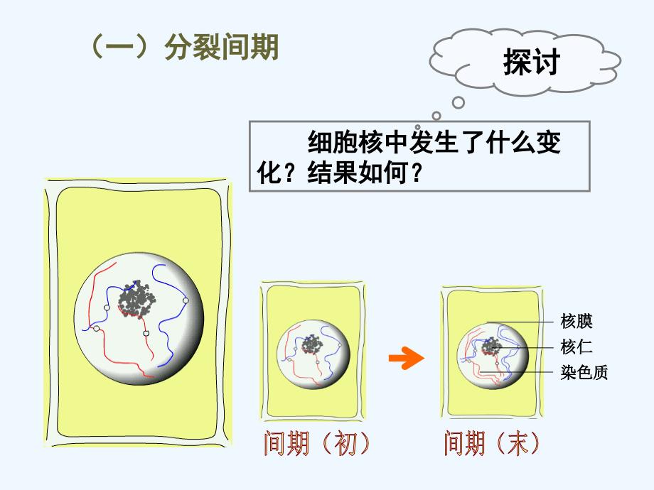 重庆市高中生物必修一课件：6.1细胞增殖2_第3页