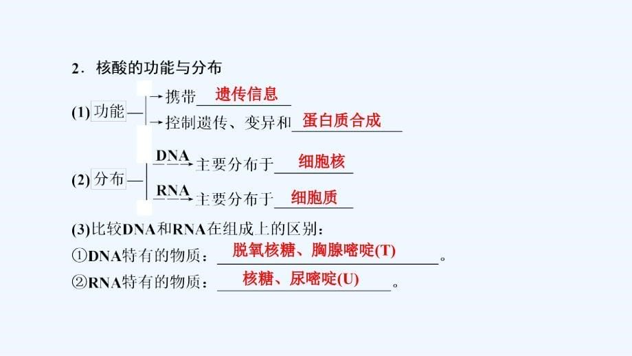 高考生物人教版一轮复习课件：必修1 第1单元 第4讲细胞中的核酸、糖类和脂质_第5页