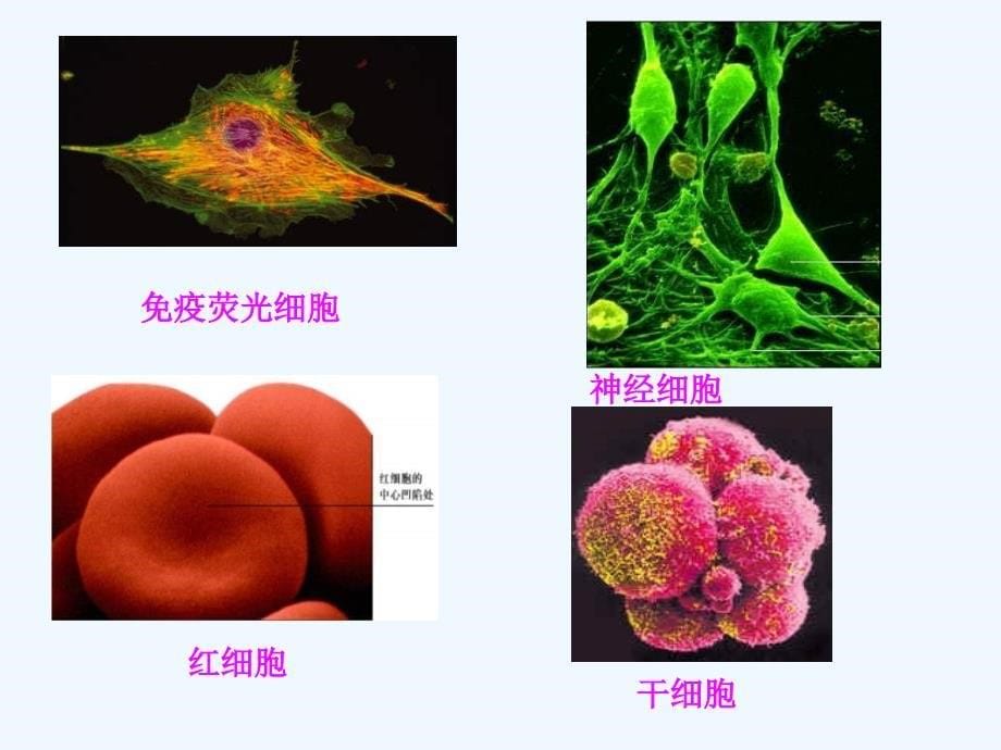 吉林省伊通满族自治县第三中学校高中生物必修一：第一章 第2节 细胞的多样性和统一性 （共29张PPT） 课件_第5页