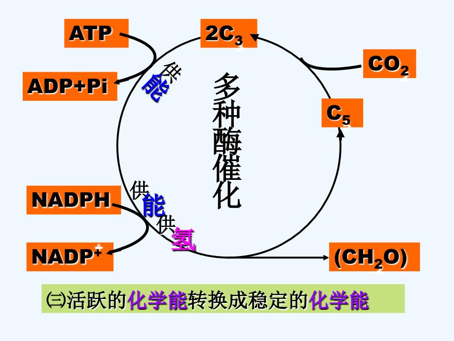 浙江省桐乡市高级中学高考生物一轮复习课件：光合作用与生物固氮复习 （共21张PPT）_第4页