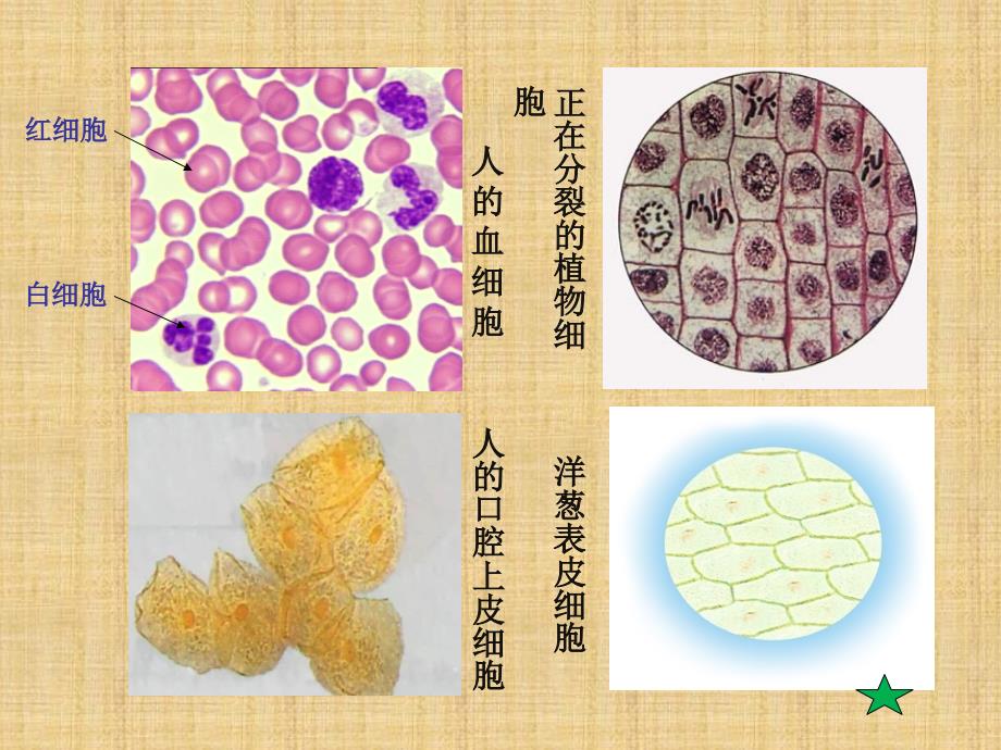 精编制作实验1使用高倍显微镜观察几种细胞PPT课件_第2页