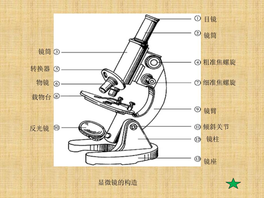 精编制作实验1使用高倍显微镜观察几种细胞PPT课件_第4页