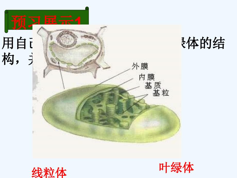 四川省古蔺县蔺阳中学高中生物必修一：3.2细胞器-系统内的分工合作 （1）_第3页