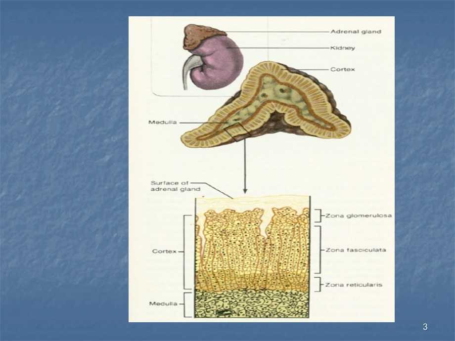 皮质醇增多ppt课件.ppt_第3页