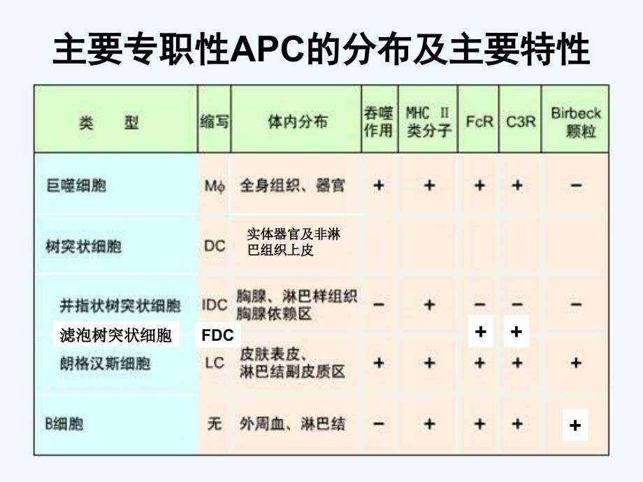 免疫学课件抗原提呈细胞_第3页