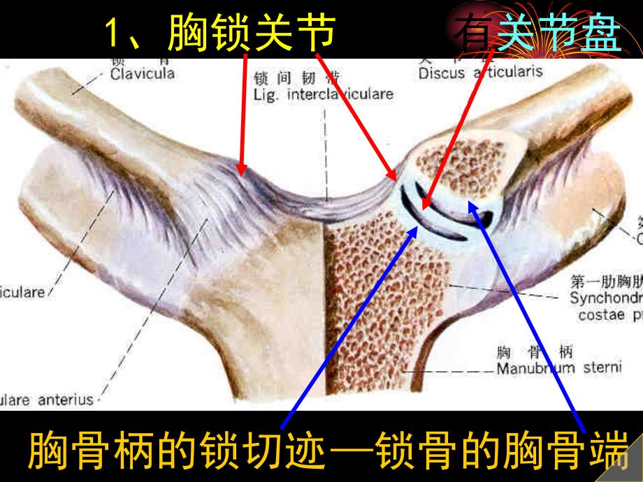 上肢骨的连结_第2页