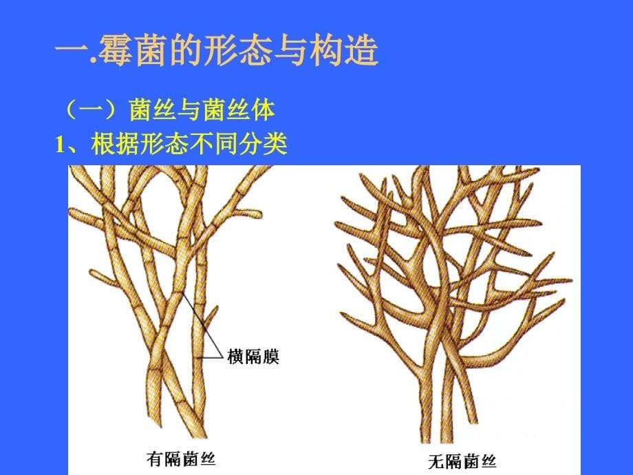 微生物学 第二章第四节 霉菌_第5页