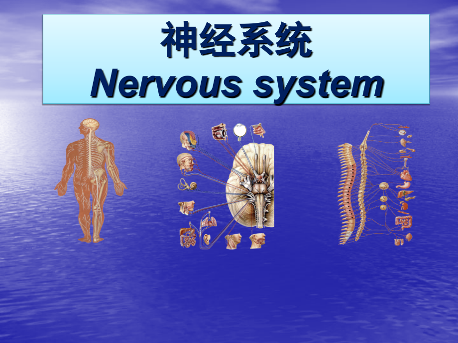 神经系统总论和脊髓（医学PPT）.pptx_第1页