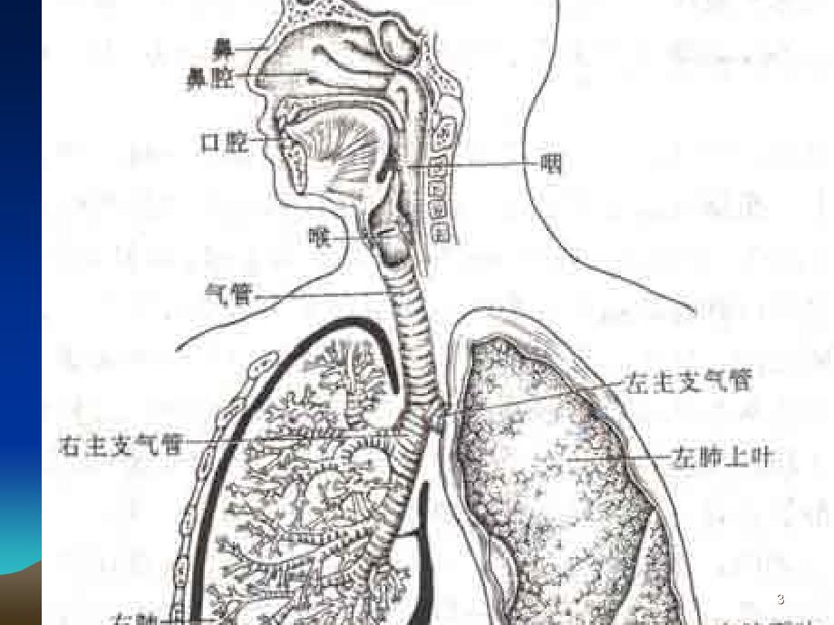 常见呼吸系统疾病大学生讲座ppt课件.ppt_第3页