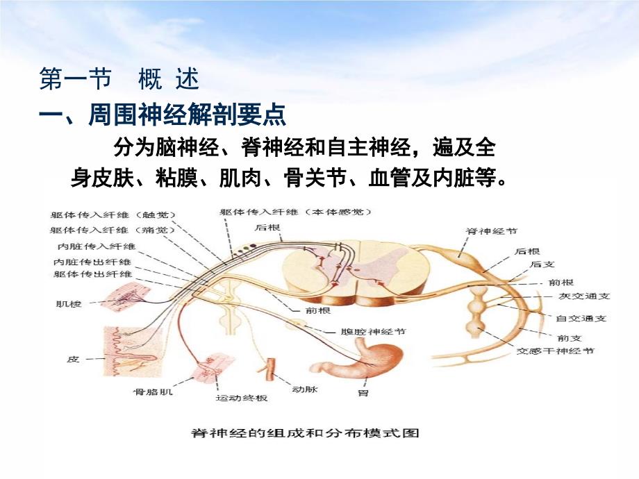 周围神经损伤康复PPT课件.ppt_第4页