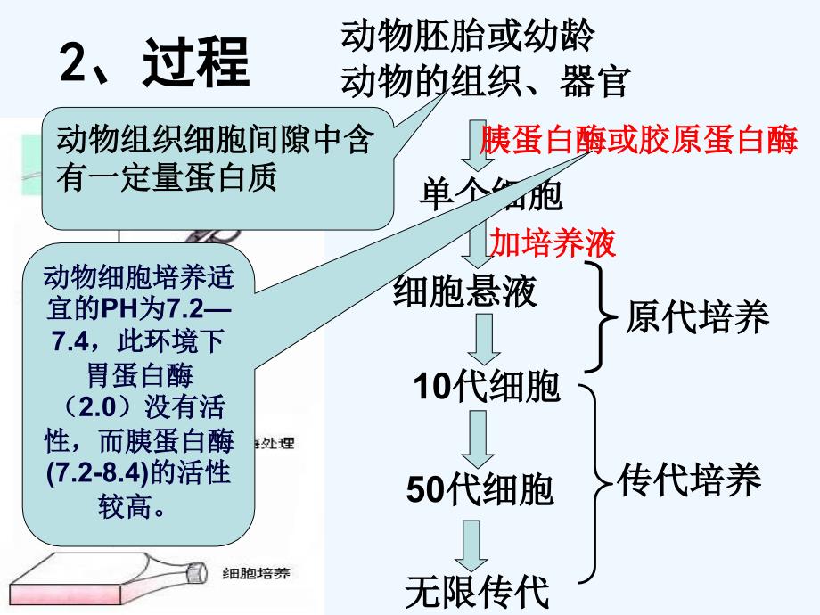 高等教育动物细胞培养和核移植技术讲课_第4页