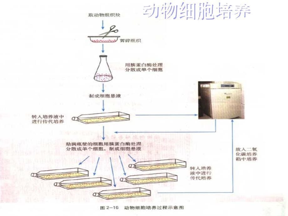 高等教育动物细胞培养和核移植技术讲课_第5页