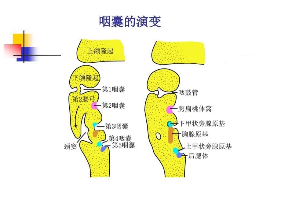 消化呼吸颜面系统发生PPT课件.ppt_第5页