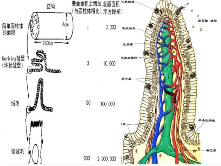 Caco2与口服药物的吸收ppt课件.ppt_第5页