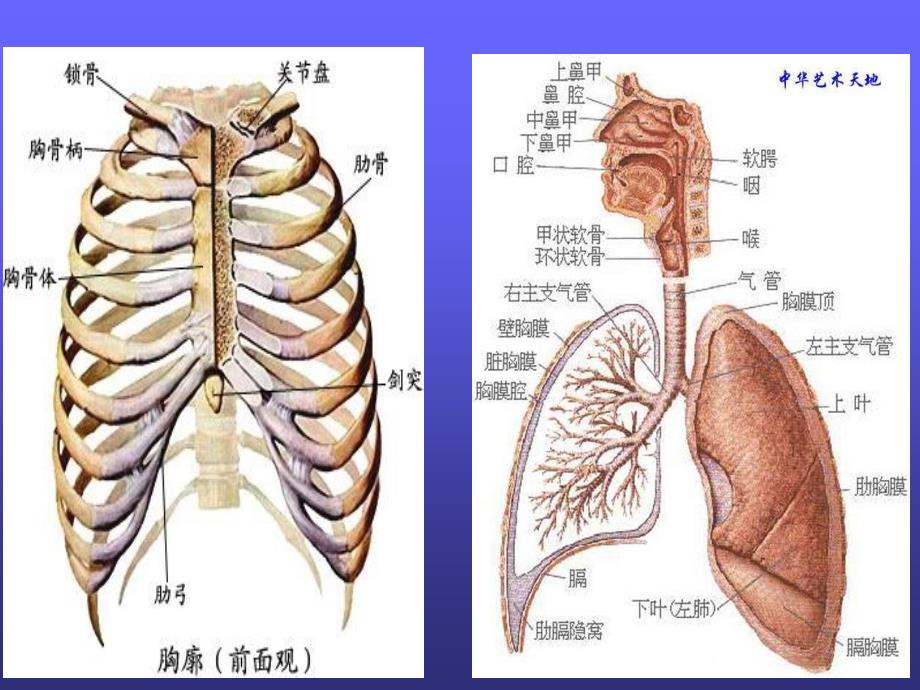 胸部摄影PPT课件.ppt_第3页