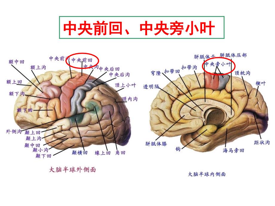 上下运动神经元共济失调ppt课件.ppt_第3页