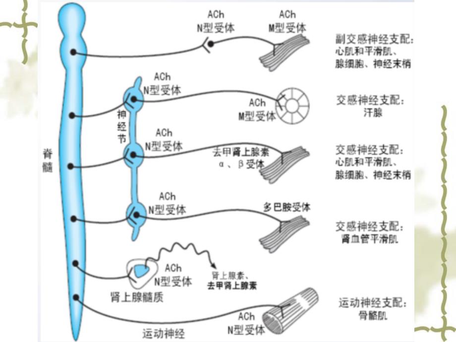 药理学课件4.5第五章 传出神经系统概论_第3页