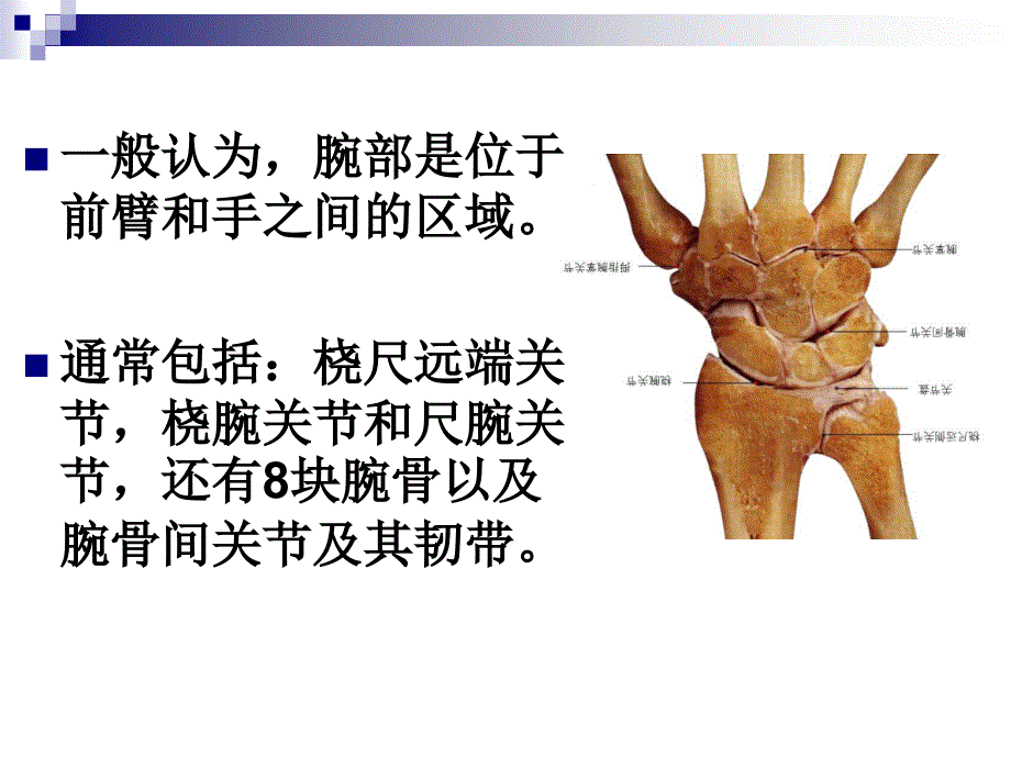 腕尺侧痛PPT课件.ppt_第2页