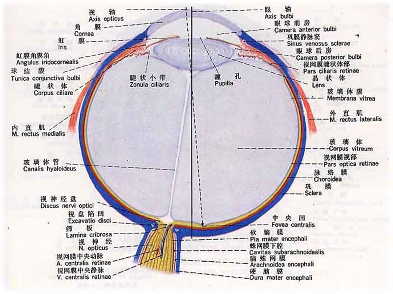 视网膜病眼科学 ppt课件.ppt_第3页