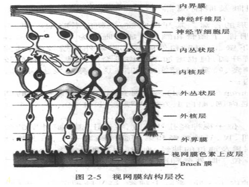 视网膜病眼科学 ppt课件.ppt_第4页