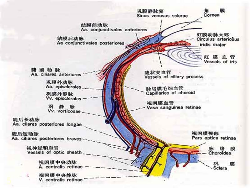 视网膜病眼科学 ppt课件.ppt_第5页