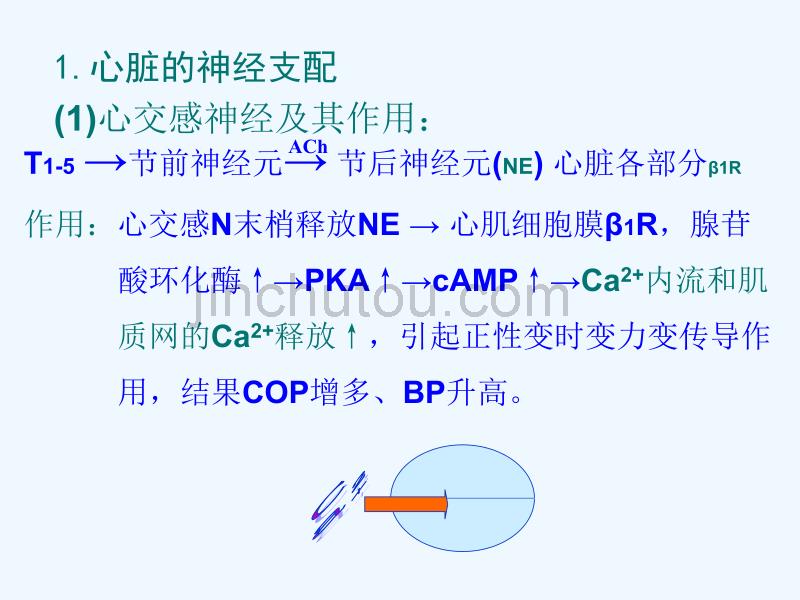 心血管运动的神经体液调节_第3页