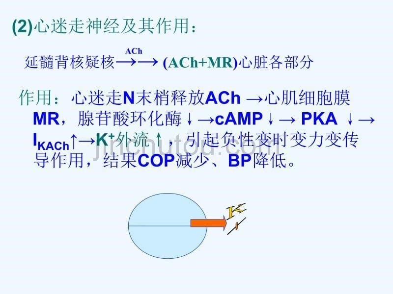 心血管运动的神经体液调节_第5页