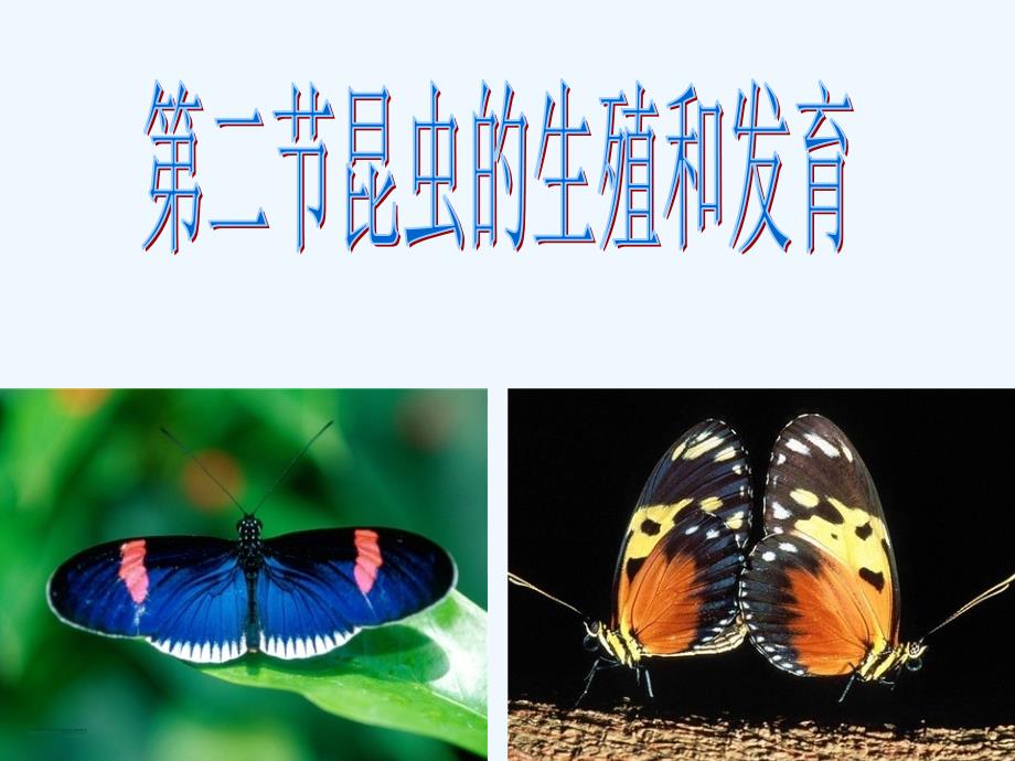 昆虫的生殖和发育两栖动物的生殖和发育_第3页